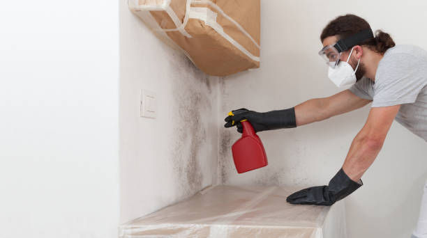 Basement Mold Remediation treatment on basement walls in Erie